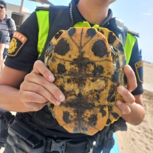 Tortuga de especie invasora en la playa de la Malvarrosa